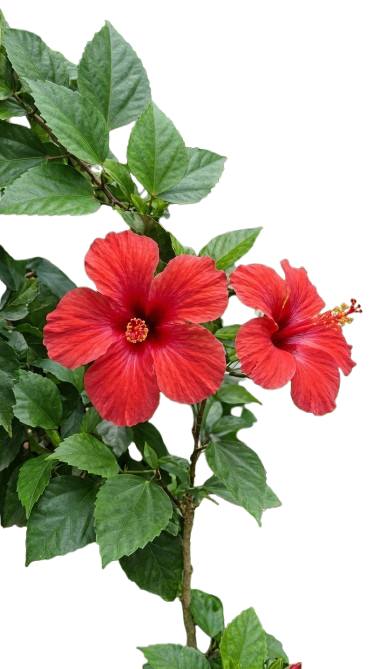 Hibiscus